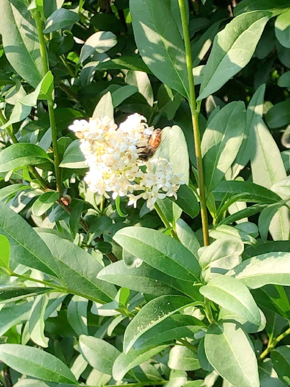 Bee in white lilac in my backyard - Hello Lovely Studio.