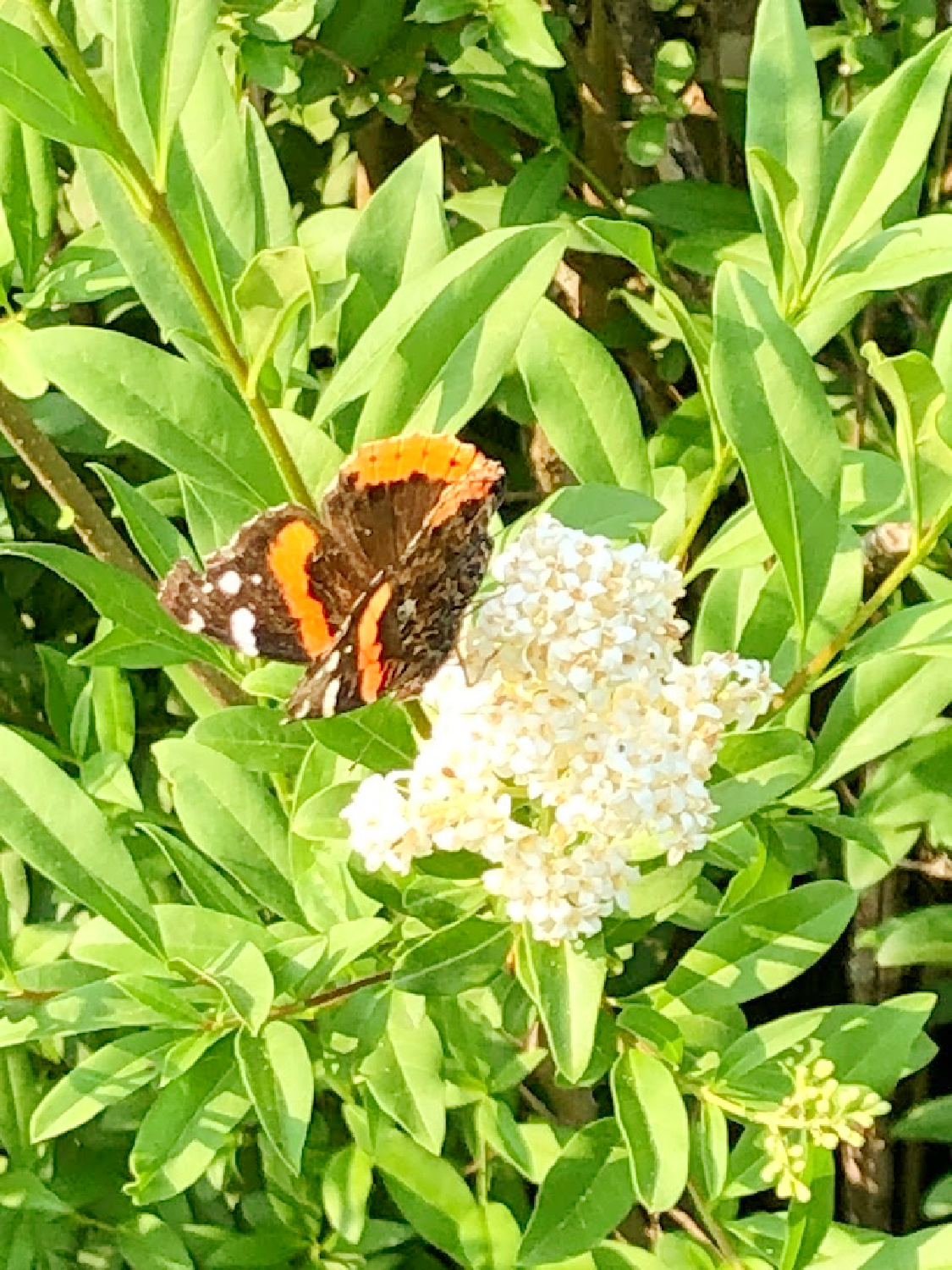 Butterfly on white lilac in my backyard - Hello Lovely Studio.