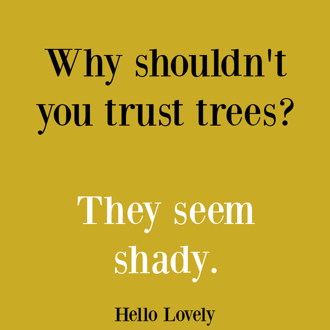 Funny dad humor joke on Hello Lovey Studio about trees. #funnydadjokes #dadhumorquotes