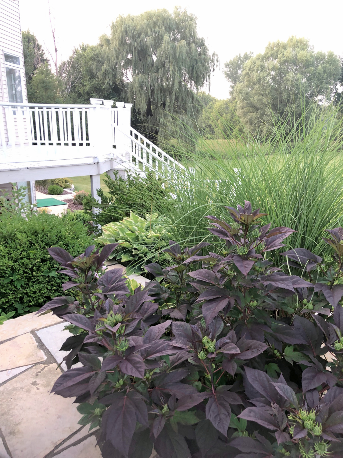 Backyard and freshly painted deck in July - Hello Lovely Studio.