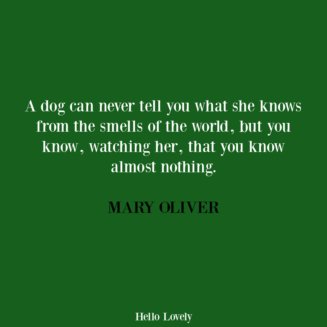 Mary Oliver dog quote. #dogquotes #maryoliverpoetry