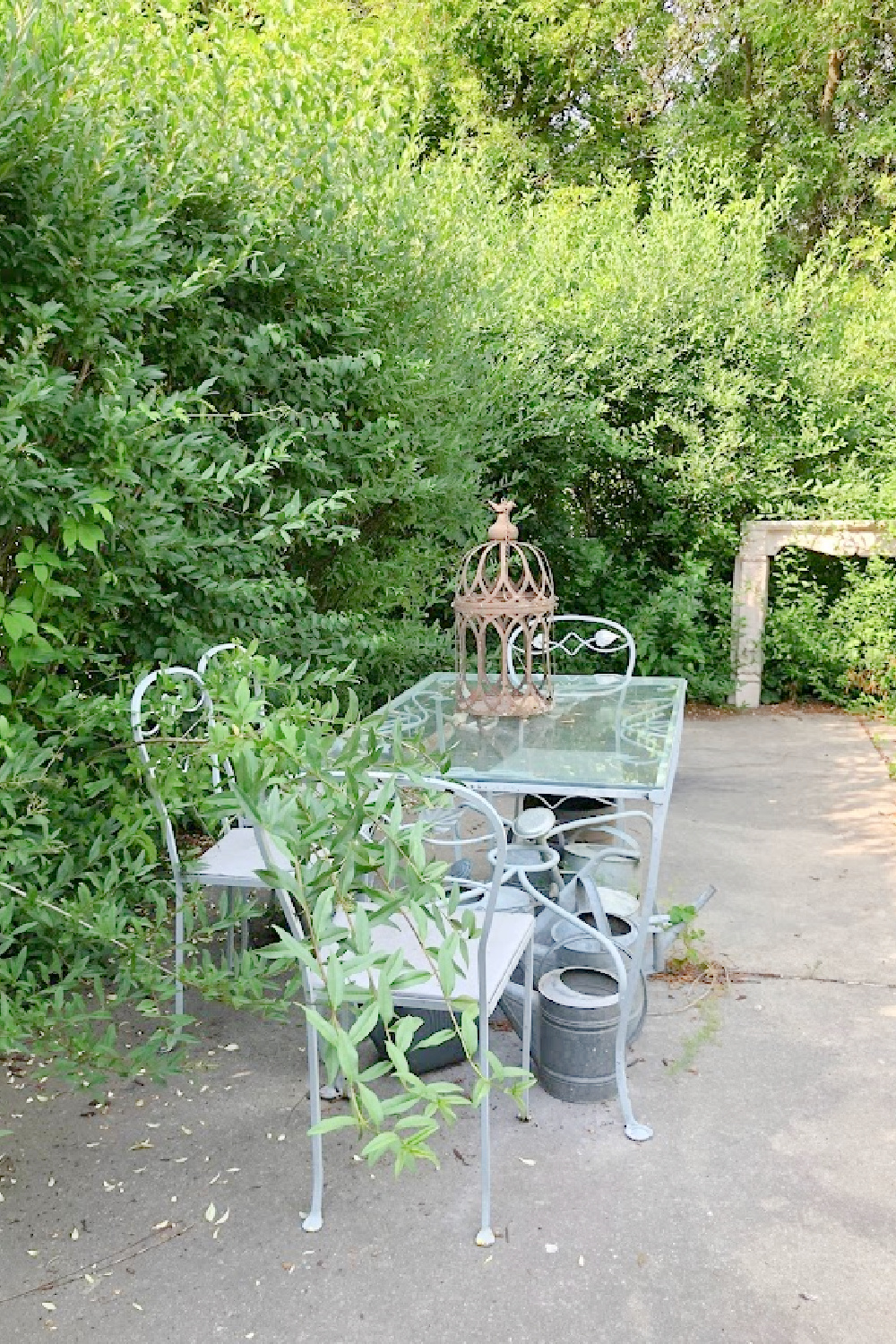 BEFORE: overgrown hedges in our secret garden courtyard - Hello Lovely Studio.