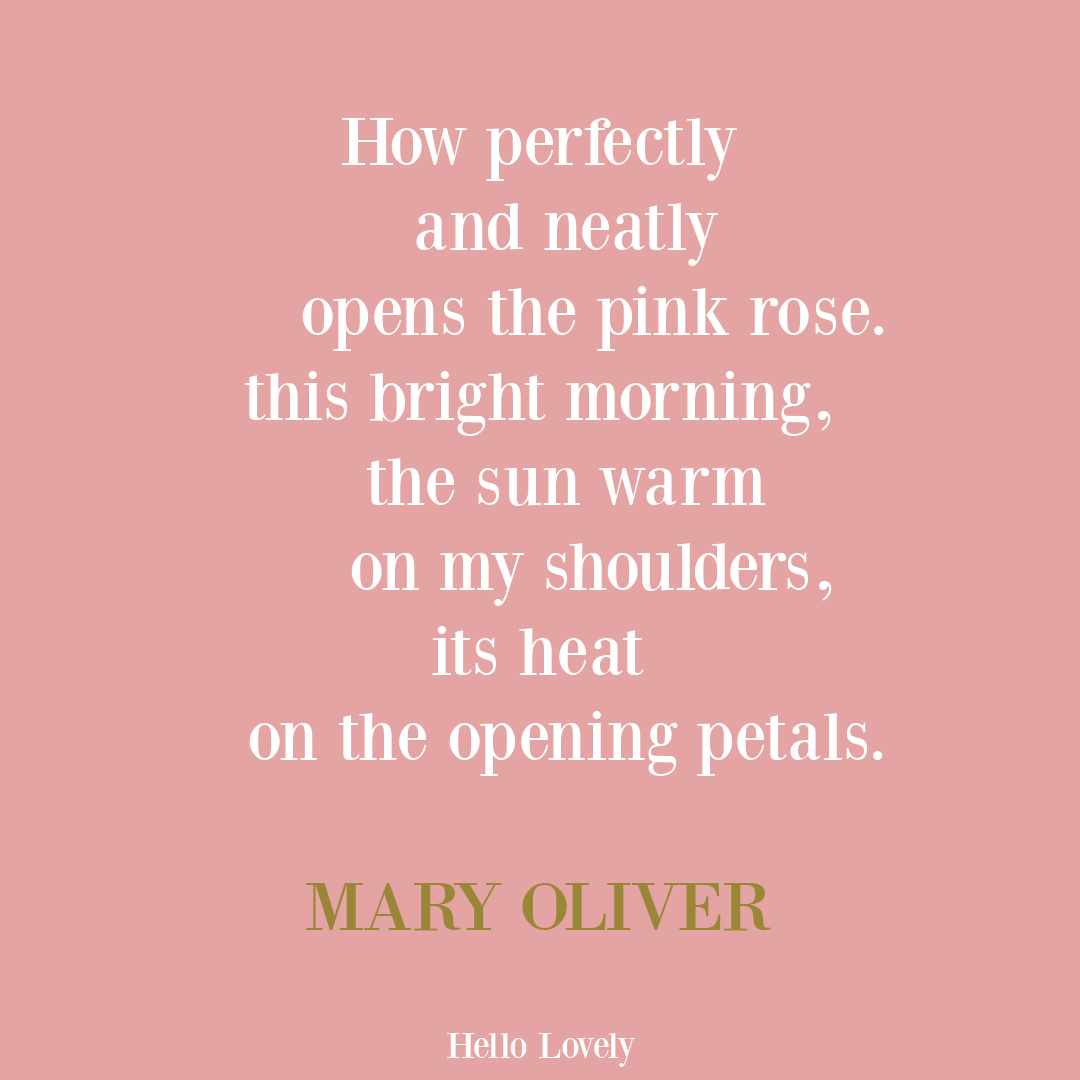 Mary Oliver poem quote about the rose. #rosequotes #maryoliverquotes #maryoliverpoetry