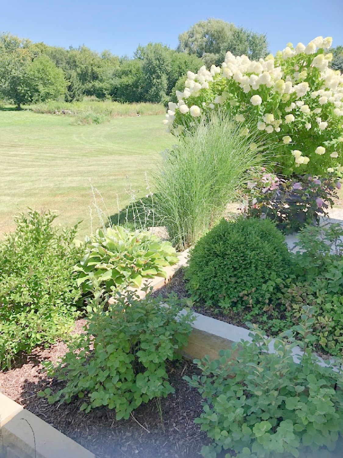 Hello Lovely Studio - backyard garden beds and hydrangea hedge.