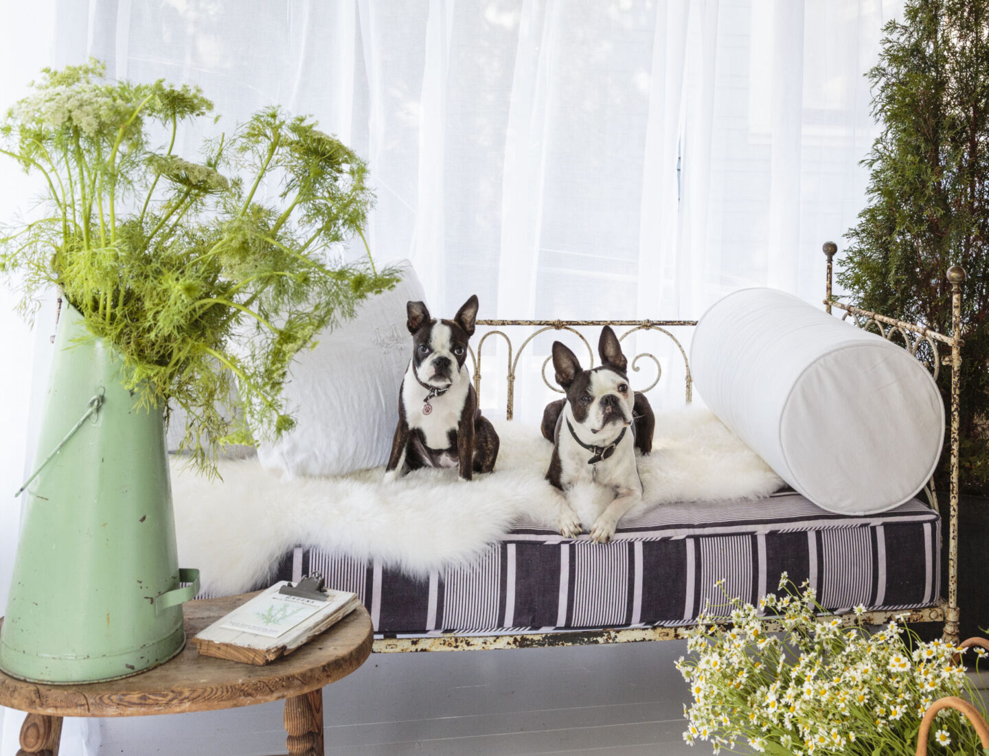 Sweet Boston Terriers lounging on an antique daybed on a cottage porch - styling by Fifi O'Neill and photo by Mark Lohman. #shadesofwhite #fifioneill