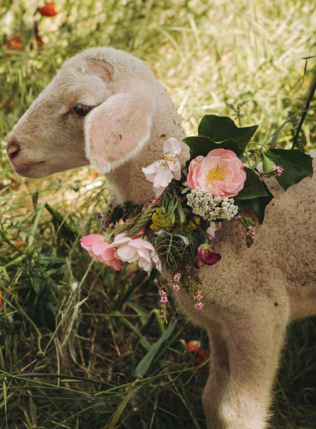 A charming lamb with a wreath of flowers from Provence in THE FLOWERS OF PROVENCE by Jamie Beck. #provencestyle #flowersofprovence #jamiebeck
