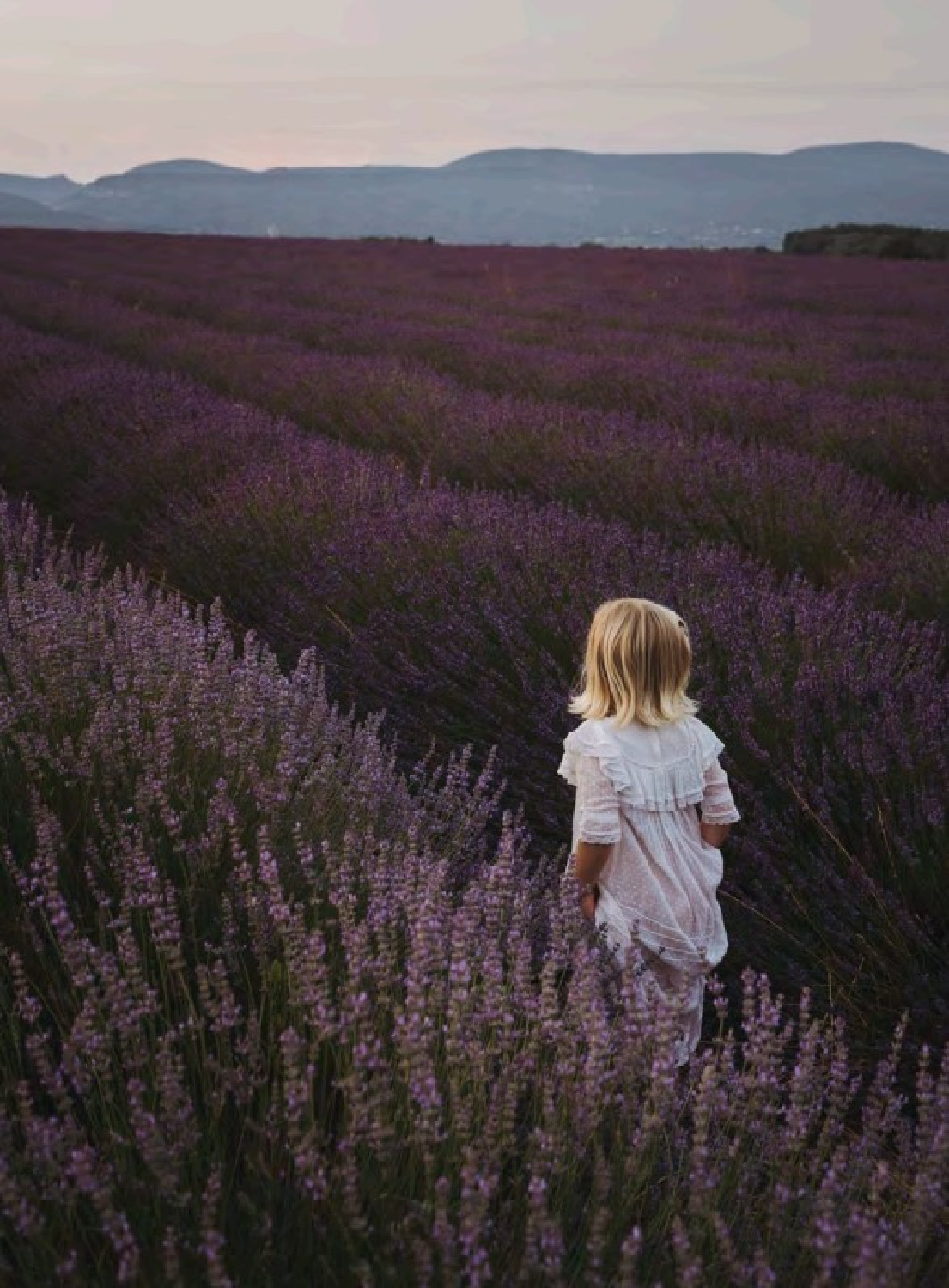 Eloise in a field of Provence lavender from a lovely page in THE FLOWERS OF PROVENCE by Jamie Beck. #provencestyle #flowersofprovence #jamiebeck