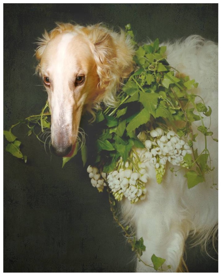 Giardino del Duca N. 2 fine art photography print by Tatsiana Melnikava. #dogphotography #dogfineart