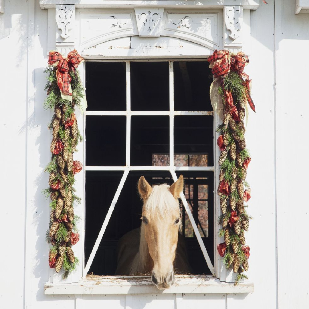 Beautiful horse in holiday decorated stable - Verizon (Max Kim-Bee). #holidaydecor