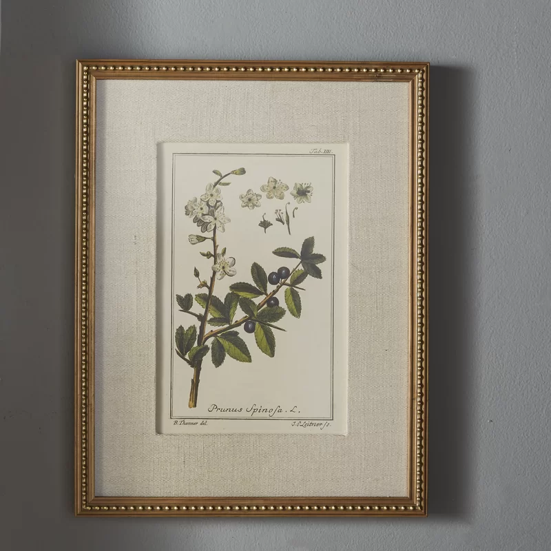 Framed Botanical Set of 6 prints, Wayfair.