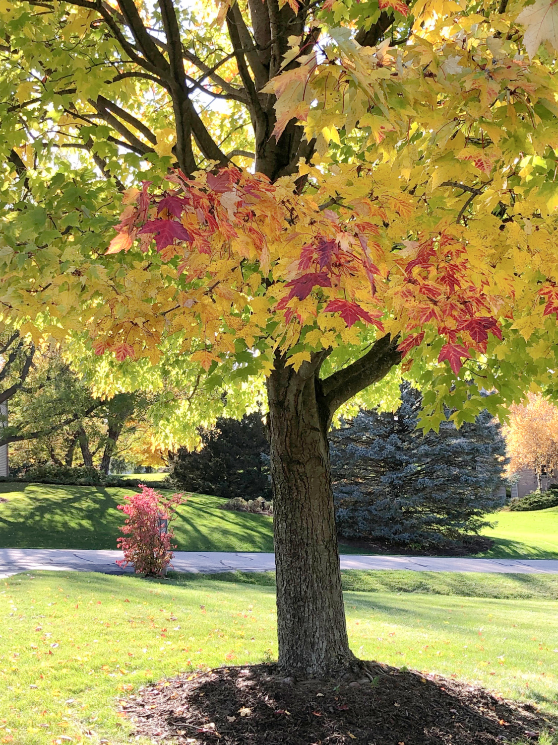 Fall maple in our front yard - Hello Lovely Studio.