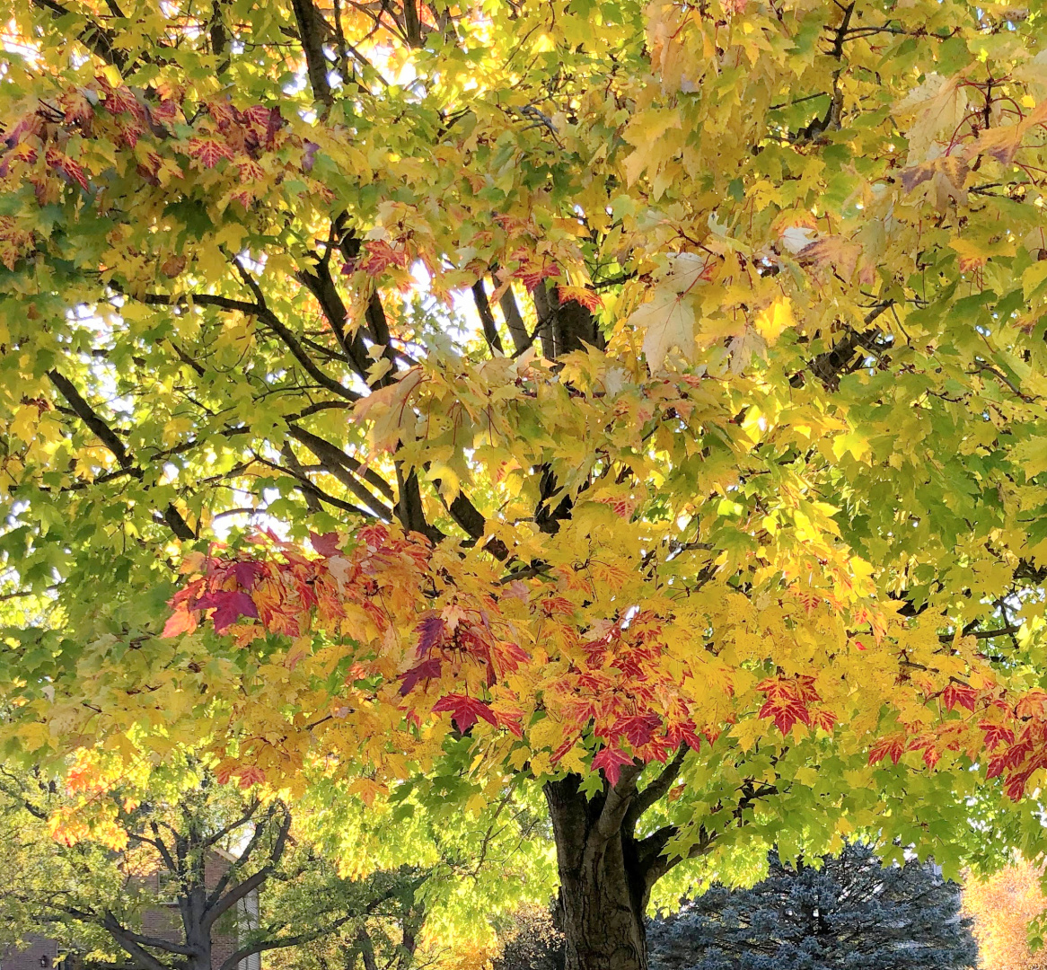 Maple turning colors in fall in our front yard.