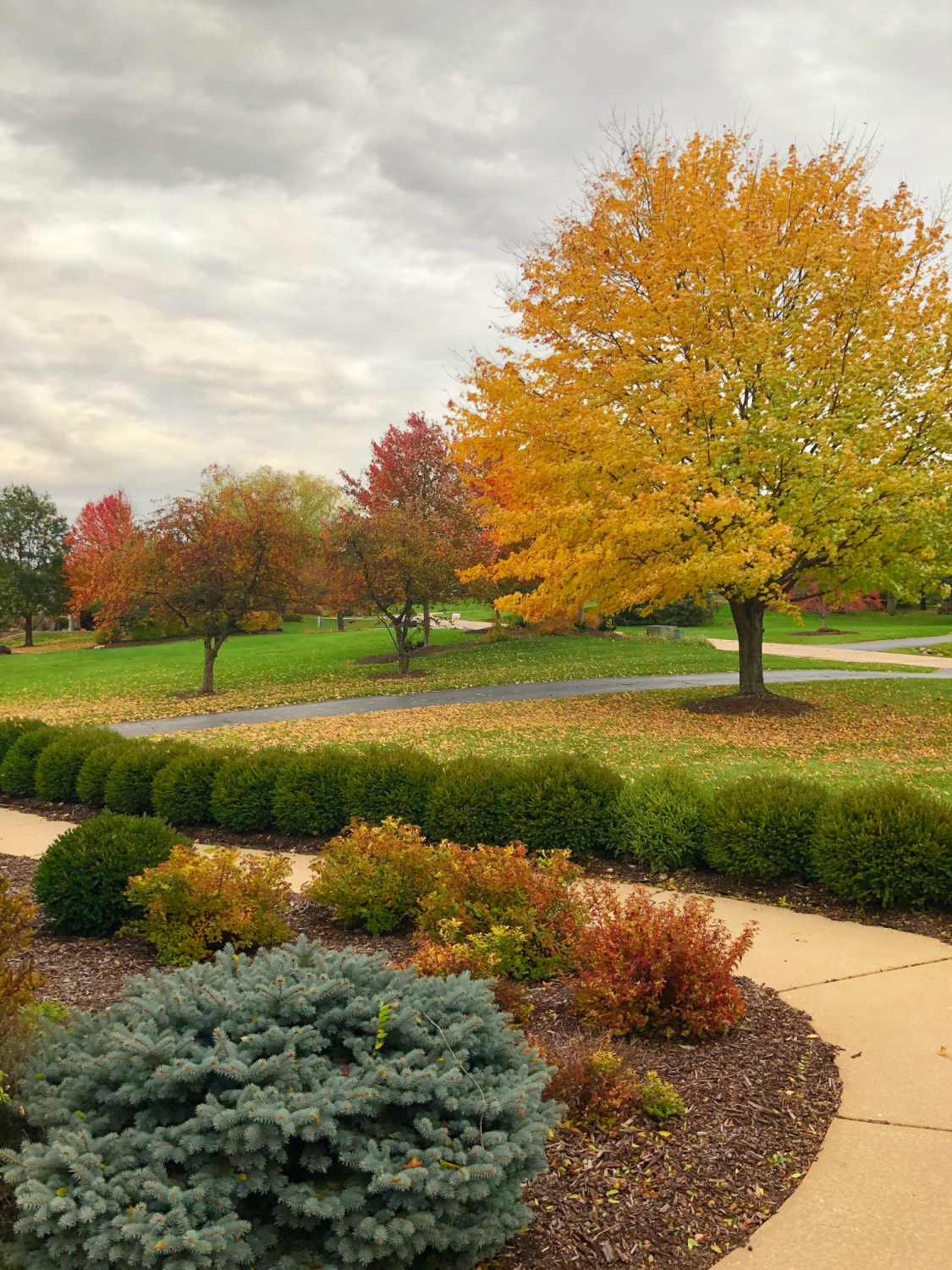 Fall front yard with maple - Hello Lovely Studio.