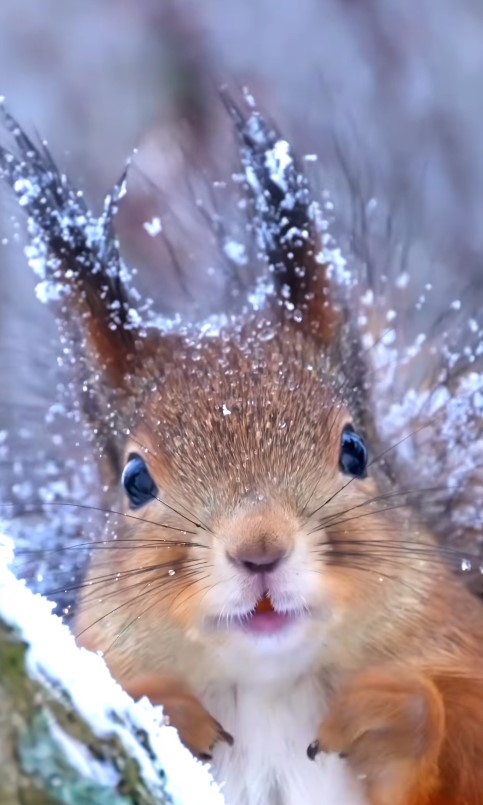 Beautiful squirrel in tree in winter - Soosseli Wildlife Photography. #squirrelphotography