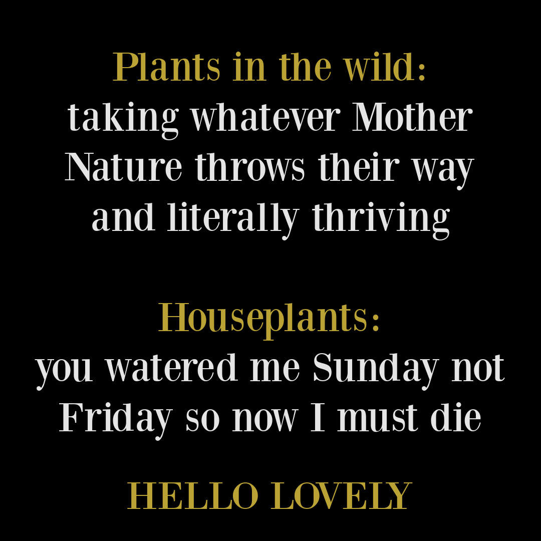 Funny humor quote about houseplants on Hello Lovely Studio. #planthumor #gardenerhumor #sillylifequotes