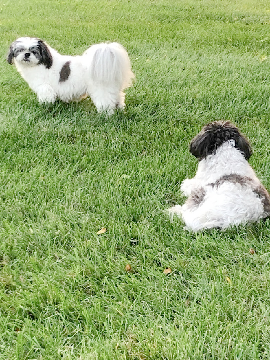 Black and white shih tzus in the backyard - Hello Lovely Studio.