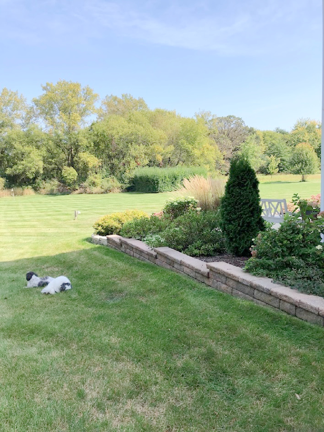 Hello Lovely's backyard with black and white shih tzu.