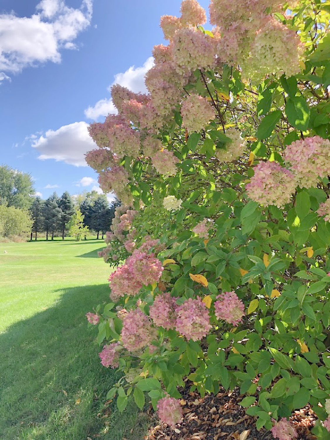 Hello Lovely's fall hydrangea hedge.