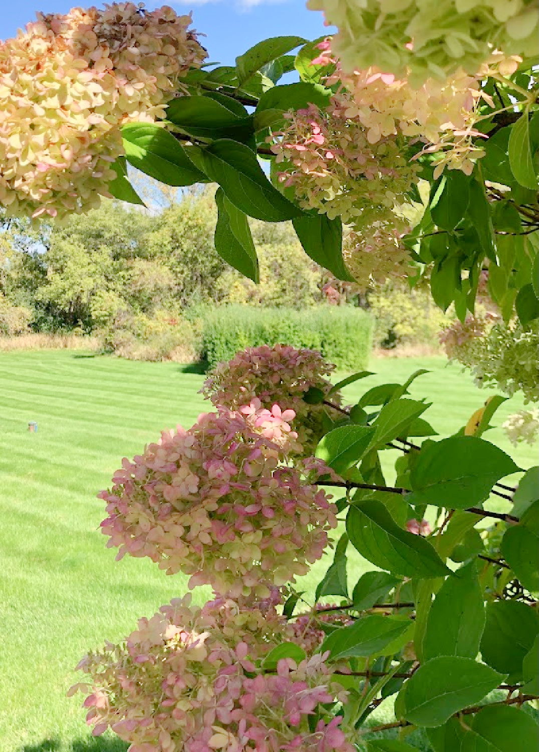 Hello Lovely's hydrangea hedge in fall.