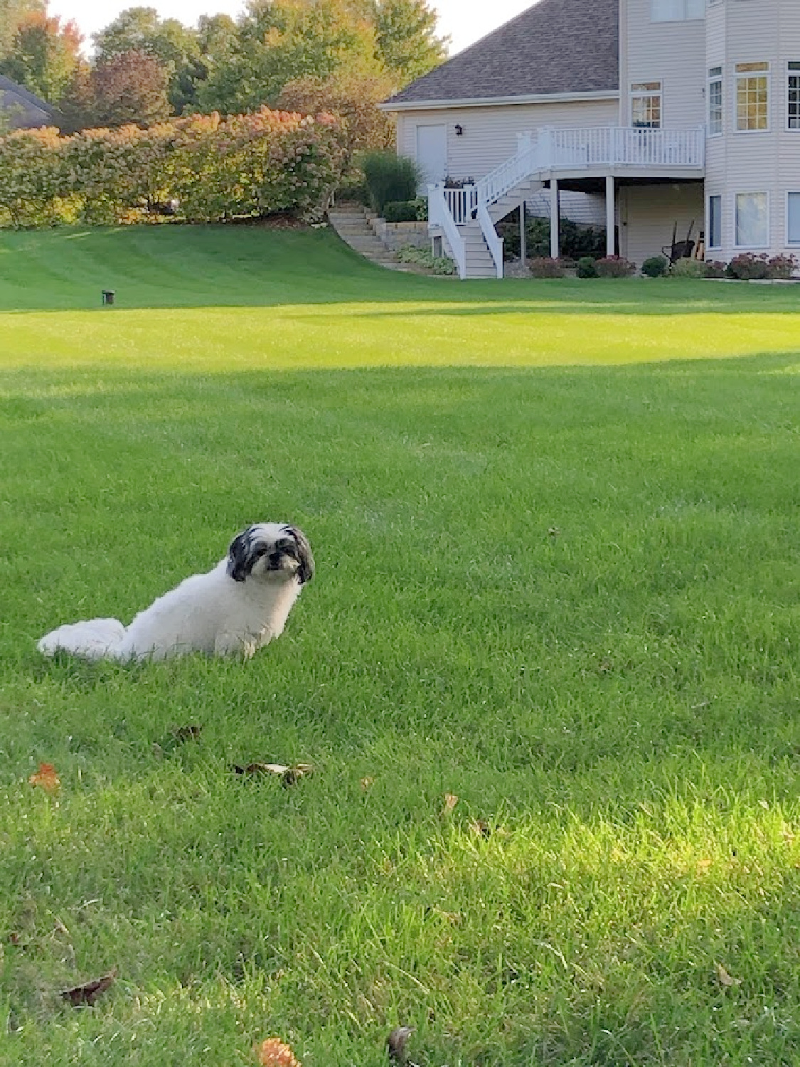Black and white shih tzu in our backyard - Hello Lovely Studio.