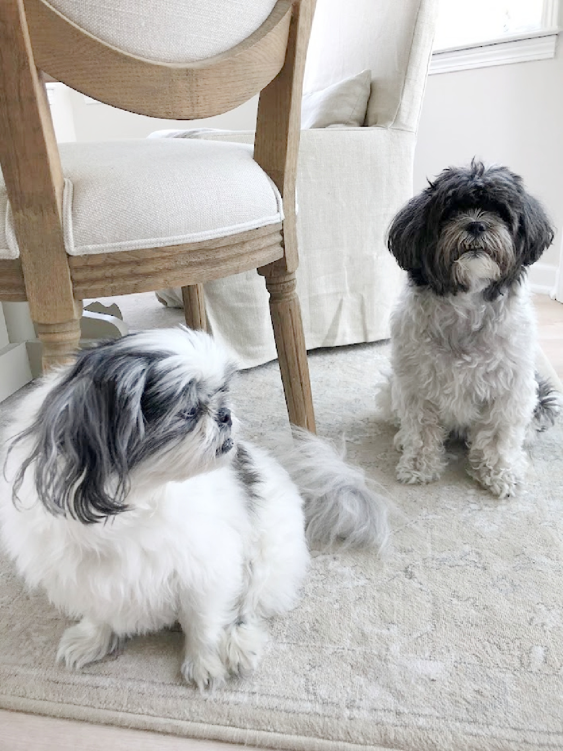 Black and white shih tzu in my modern French kitchen.