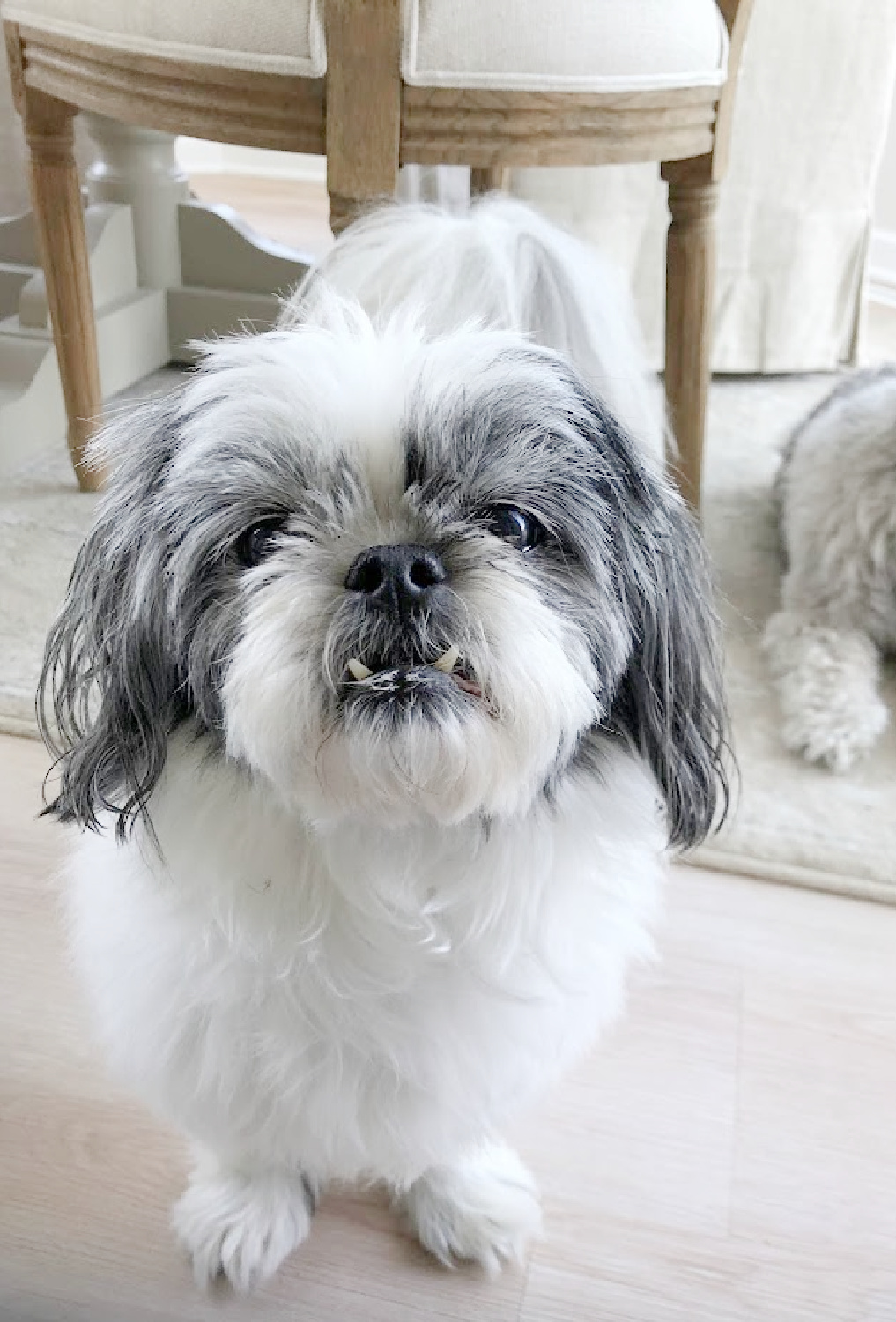 Black and white shih tzu in my modern French kitchen.