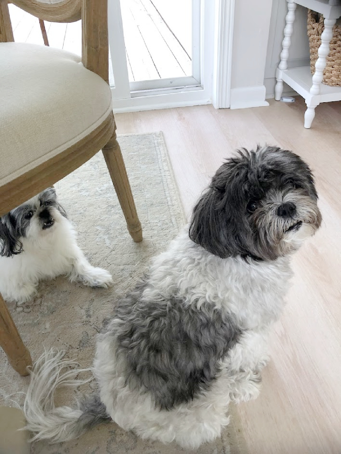 Black and white shih tzu in my modern French kitchen.