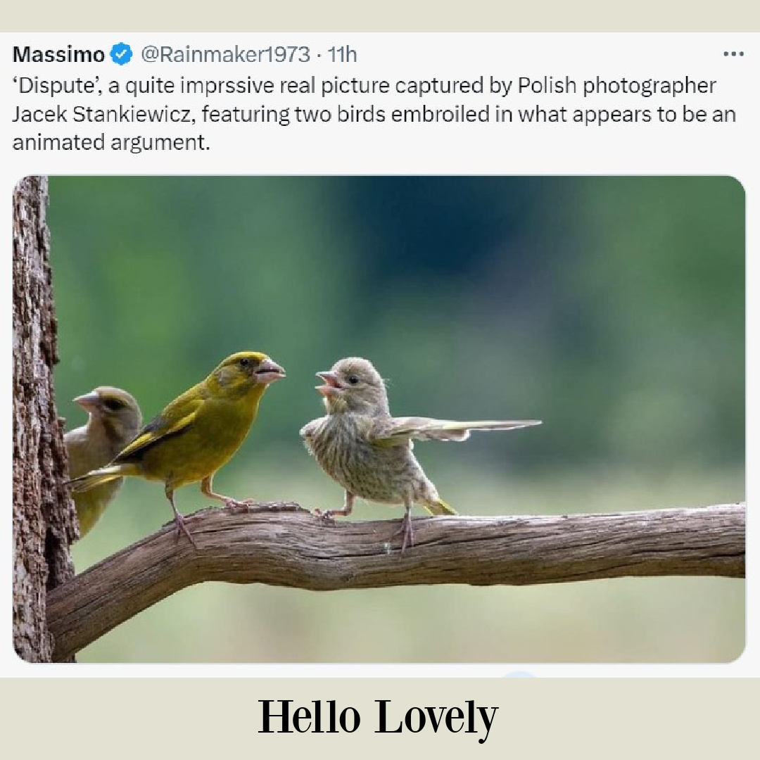 Sweet tweet with photo of birds disputing on Hello Lovely Studio. #funnytweet #birdtweet