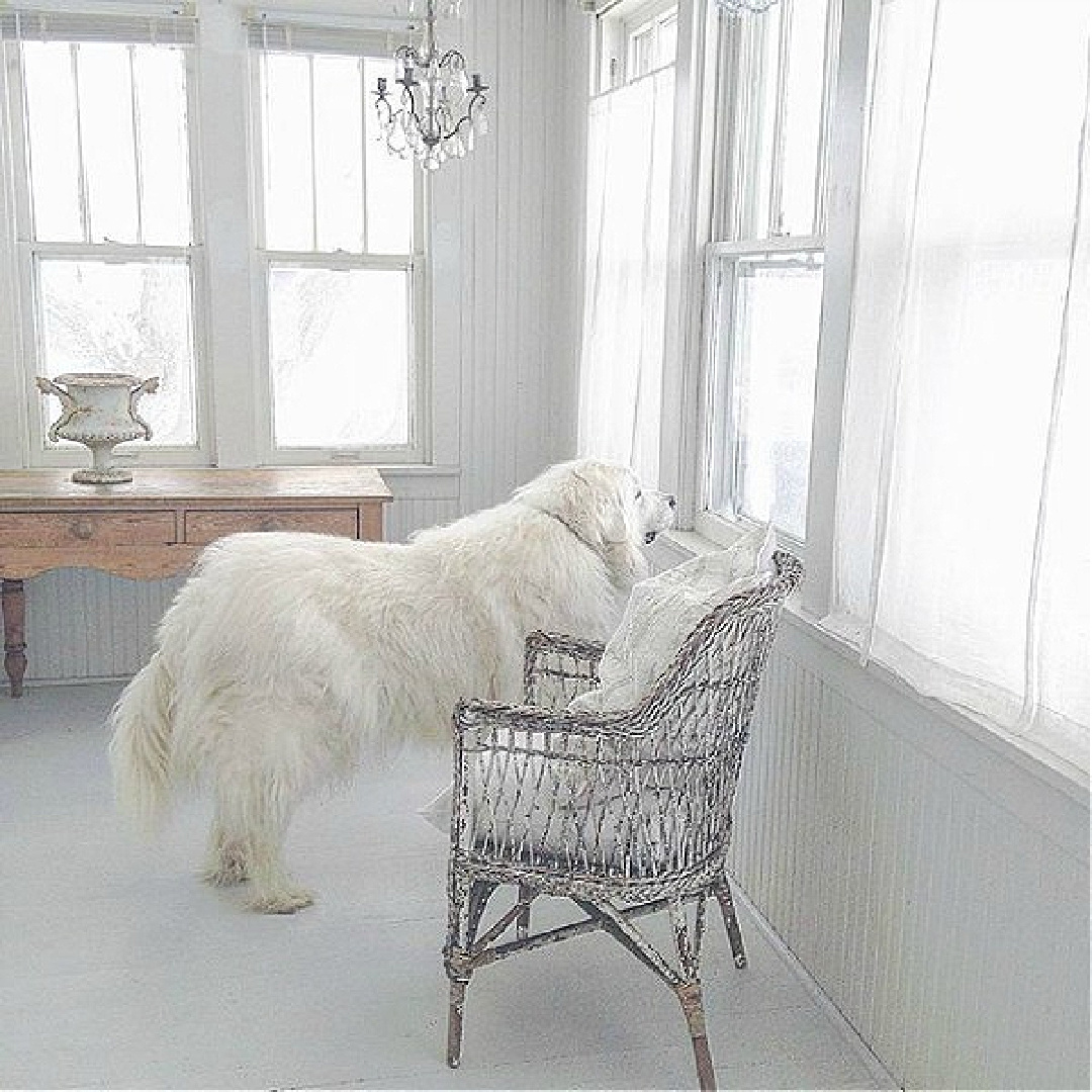 Great White Pyrenes at window of a beautiful French Nordic Cottage with Swedish antiques - My Petite Maison. #frenchnordic #swedishcottage