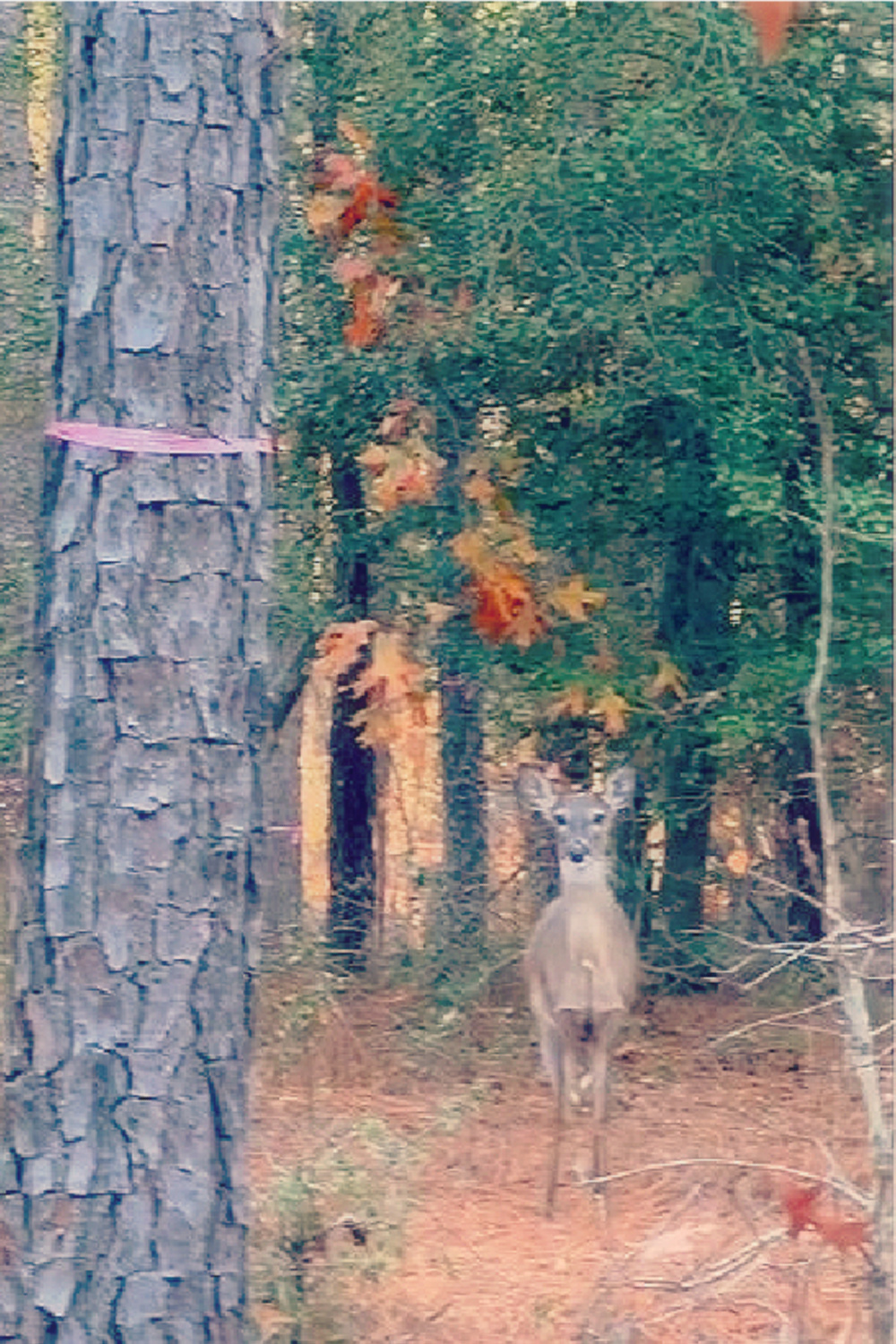 Beautiful deer in the woods captured by Elizabeth of Pinecones and Acorns. #winterwonder #wintercreatures #deerphoto #pineconesandacorns