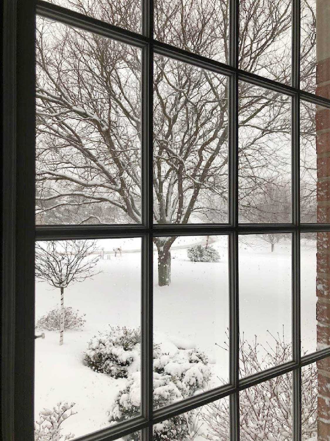 Winter trees in my front yard through the window - Hello Lovely Studio.