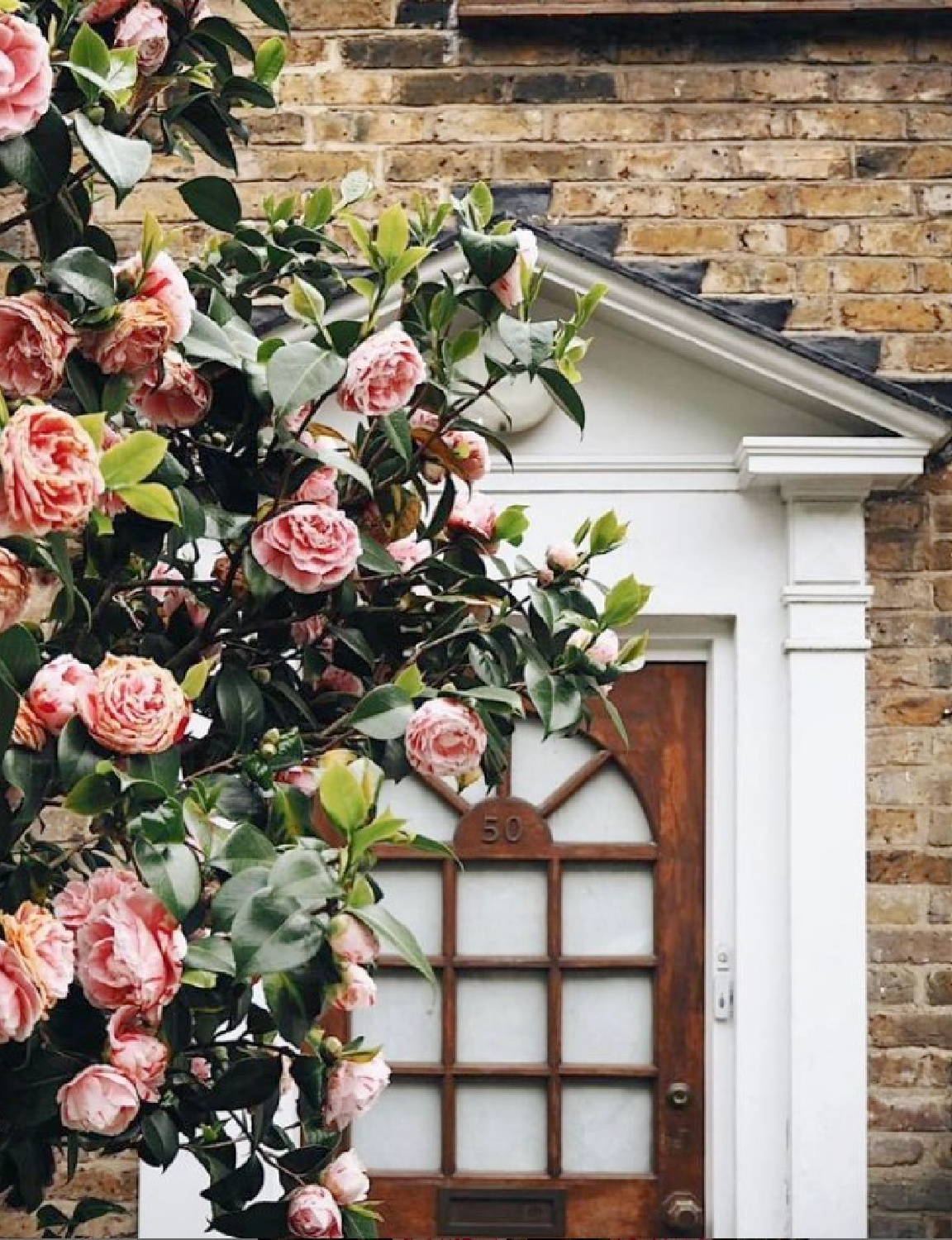 Camellia bush near beautiful front door and brick facade - Roman & Ivy. #camellia #facadelovers