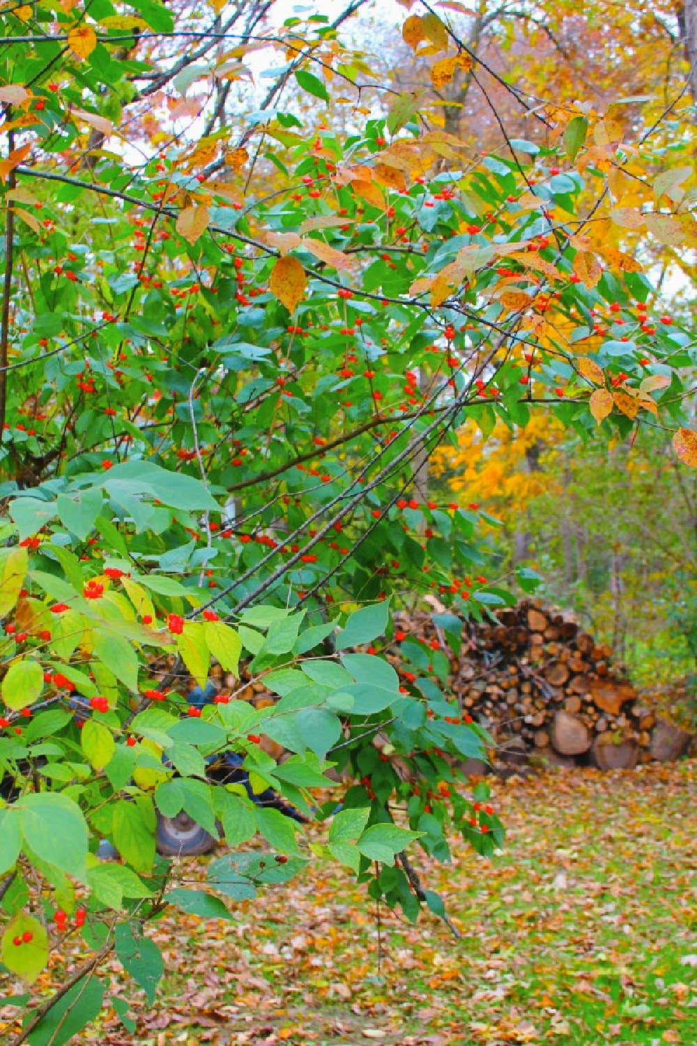 Fall berries, fallen leaves in the yard and a rustic wood pile in our yard - Hello Lovely Studio.