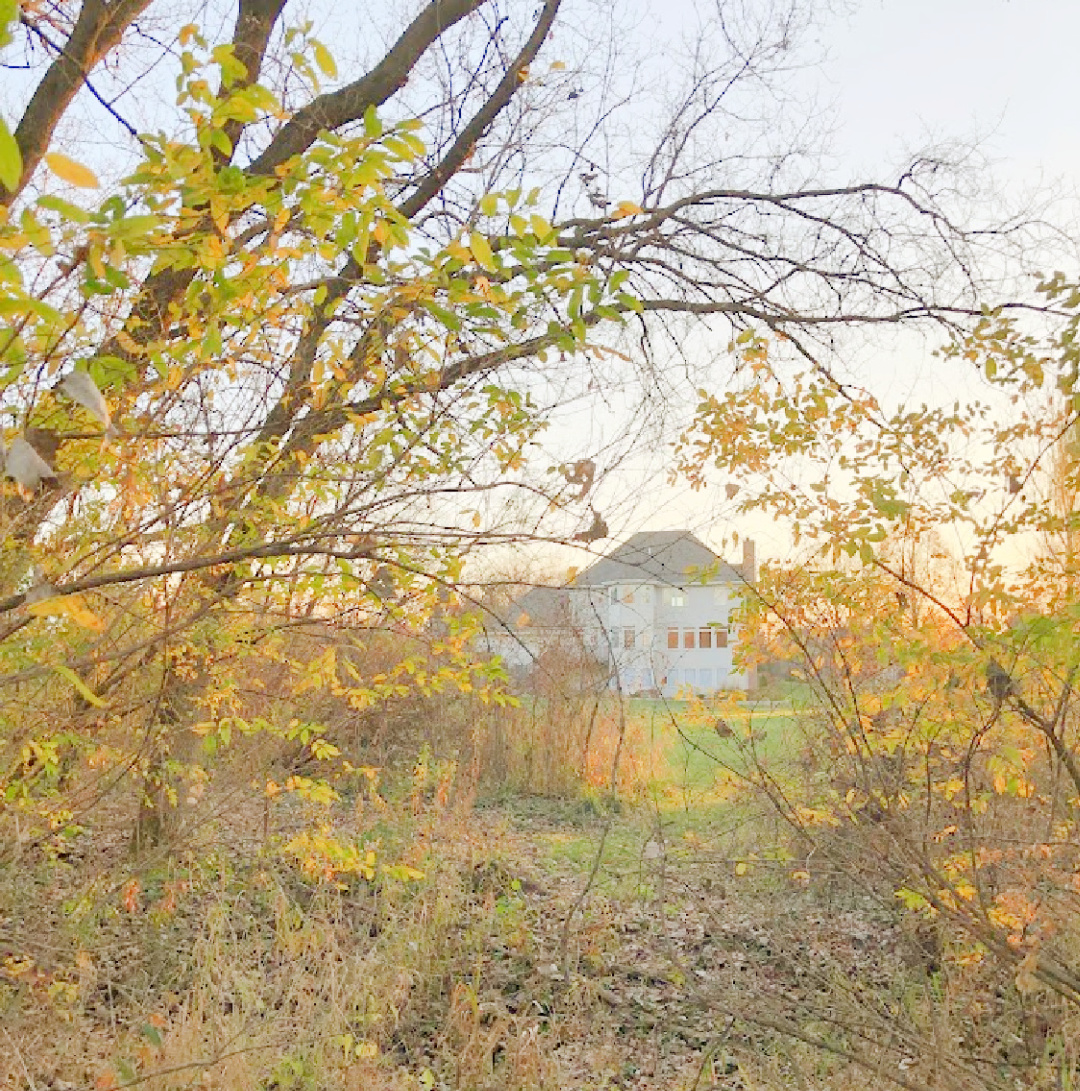 My backyard in fall with its turning golden leaves - Hello Lovely.
