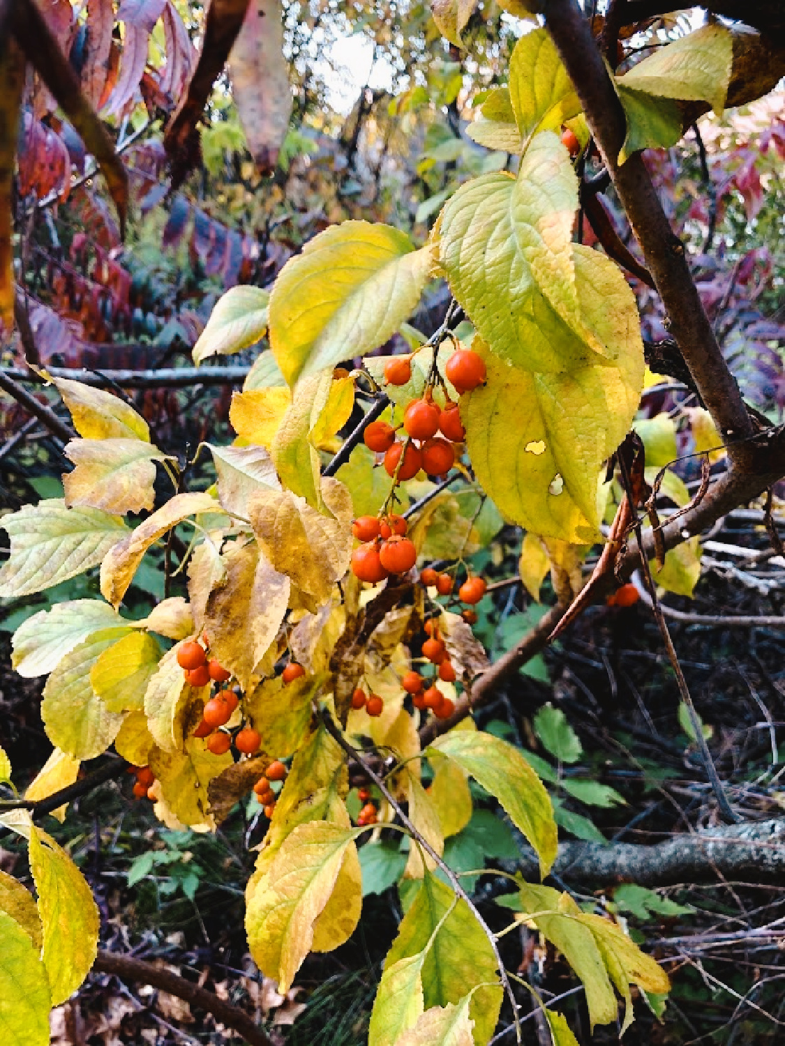 Vibrant berries in autumn at home - Hello Lovely Studio.