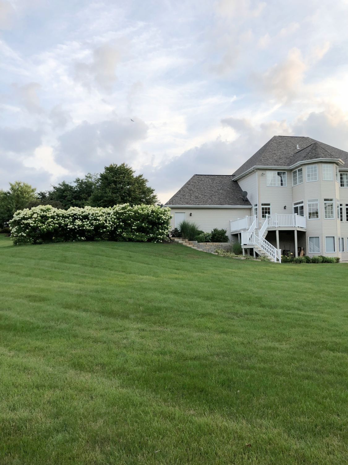 Hello Lovely's backyard with hydrangea hedge and deck.