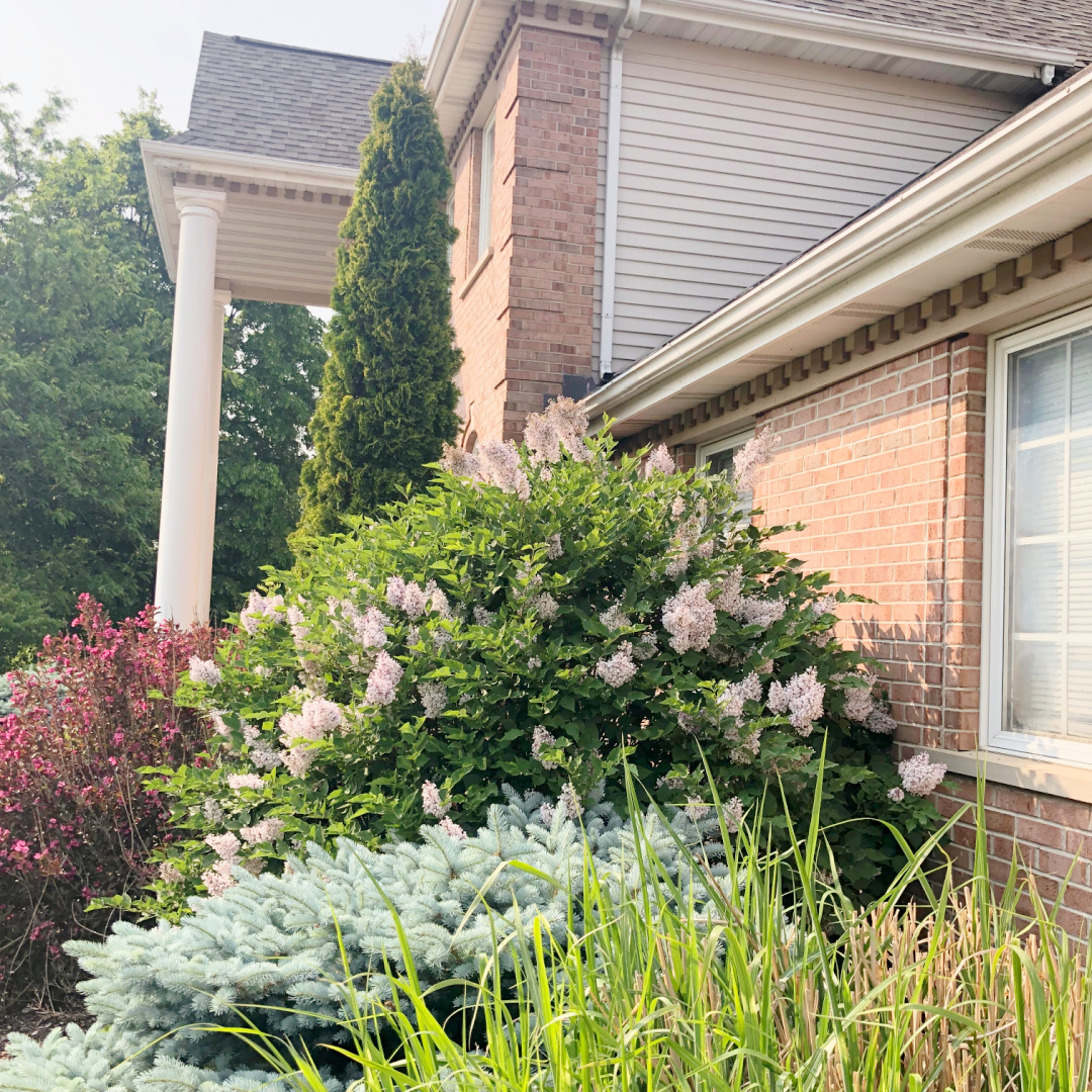 Hello Lovely's red brick house facade and garden bed with lilacs in bloom.