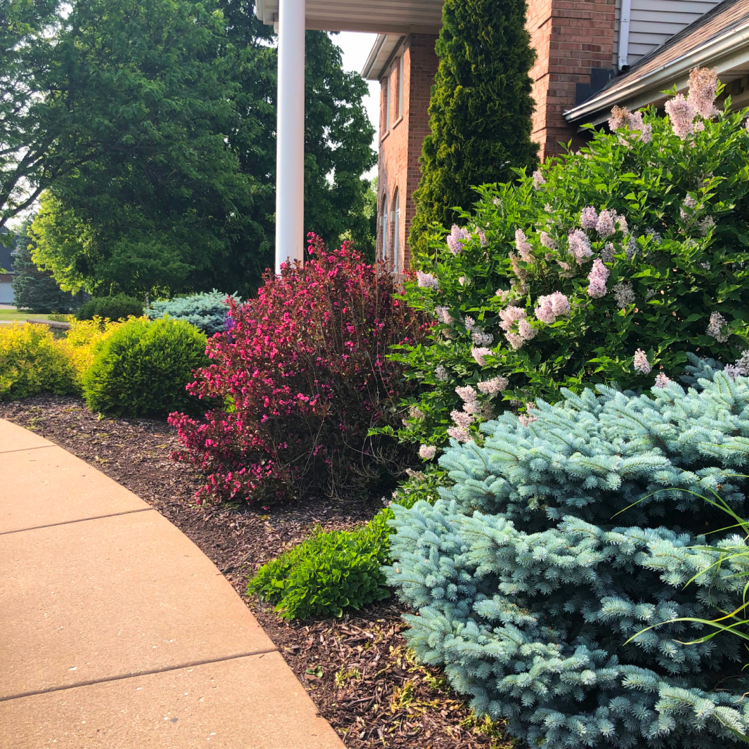 Hello Lovely's red brick house facade and garden bed with lilacs in bloom.