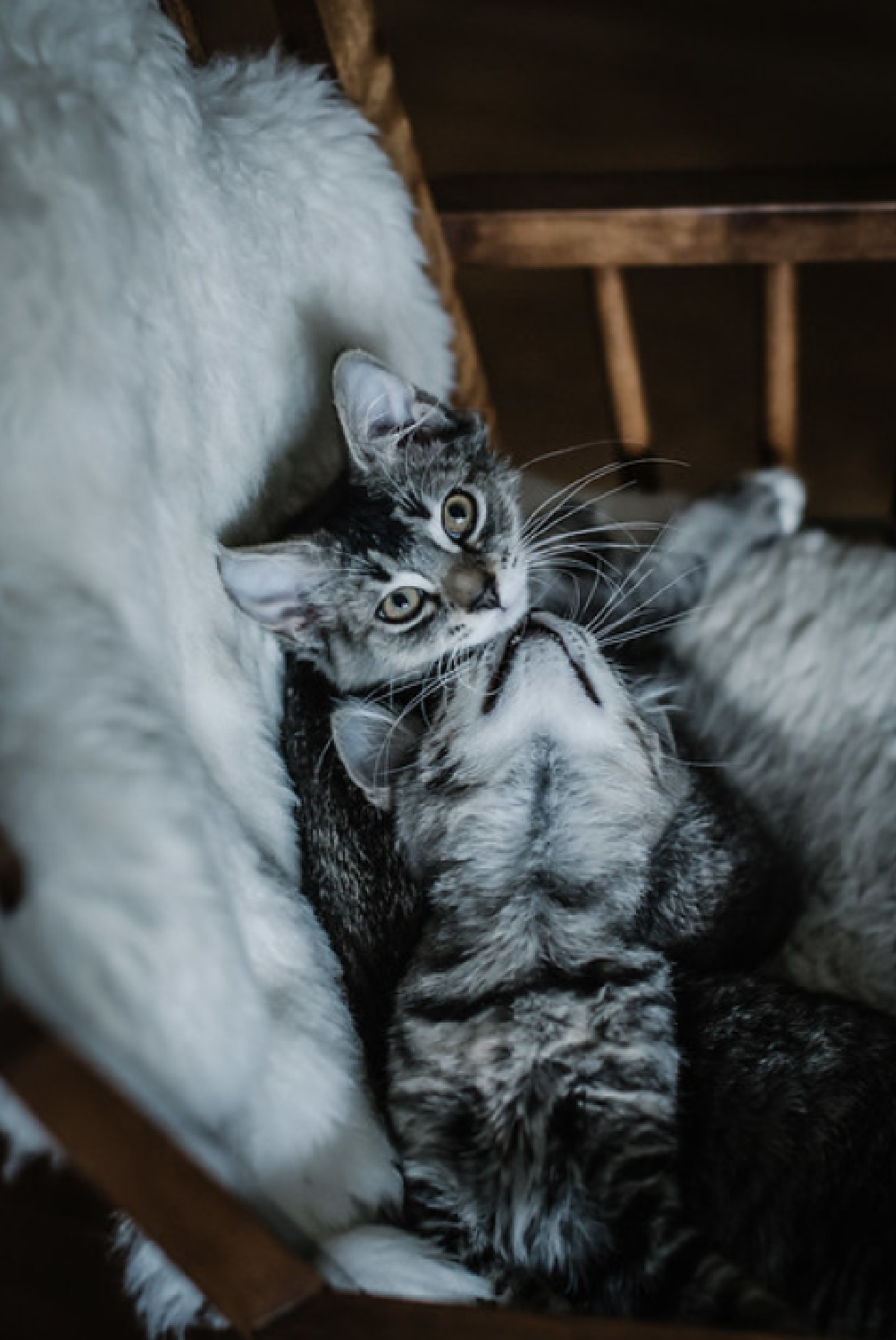 Beth Kirby (Local Milk) photo of snuggling grey kitties.