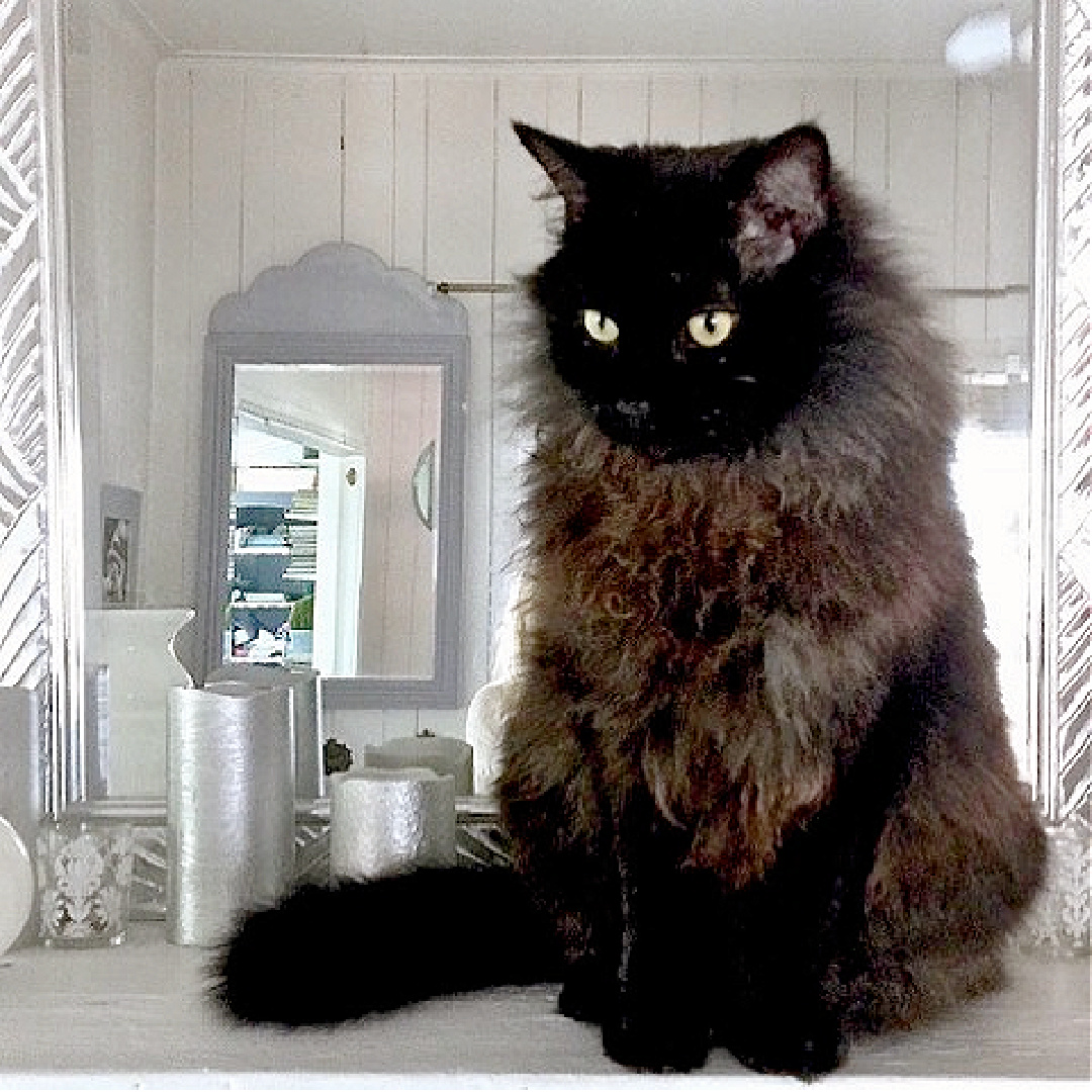 Animal activist Fifi O'Neill's beloved black cat, Big Louie.