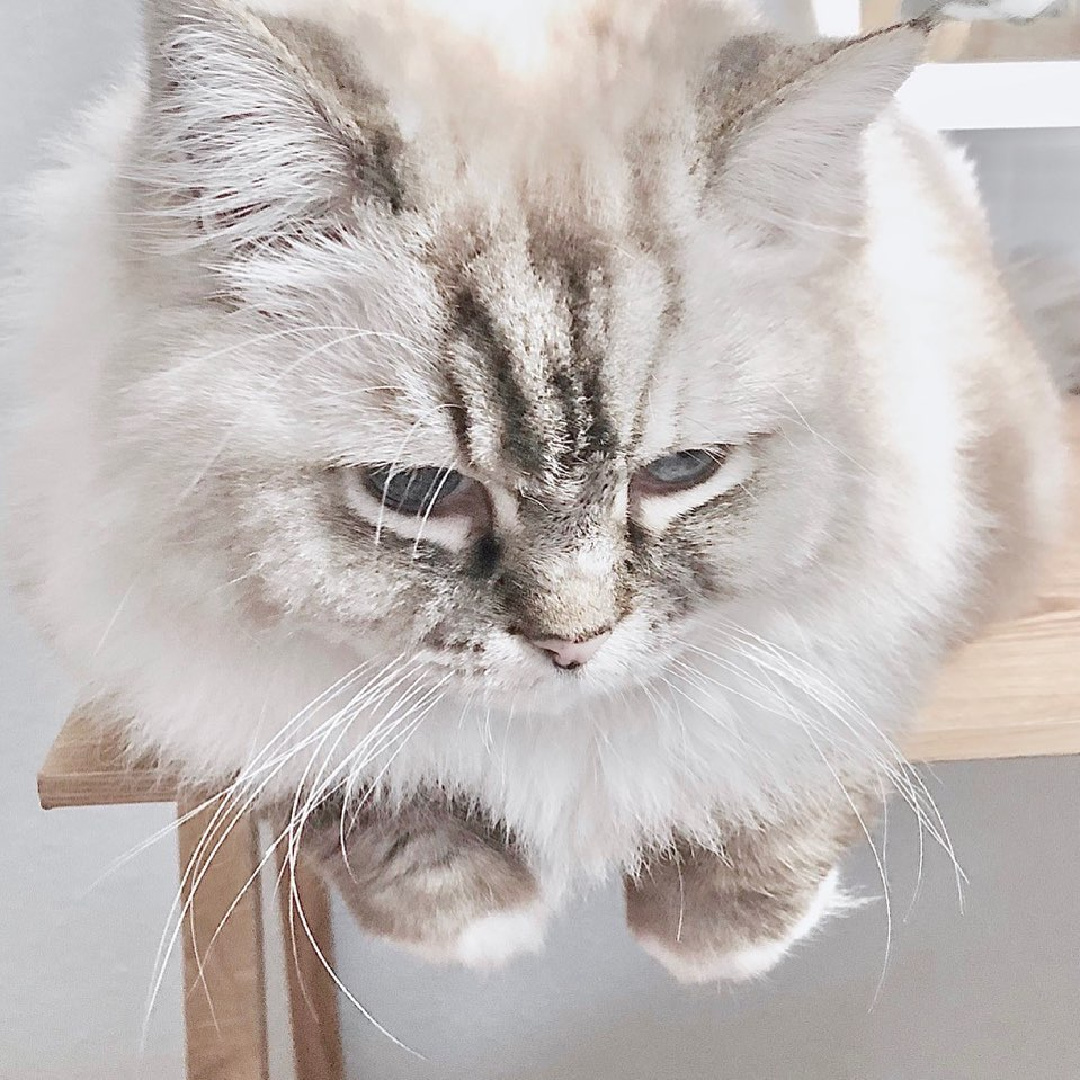 Animal activist Fifi O'Neill's beautiful cat, Miss Sophie.