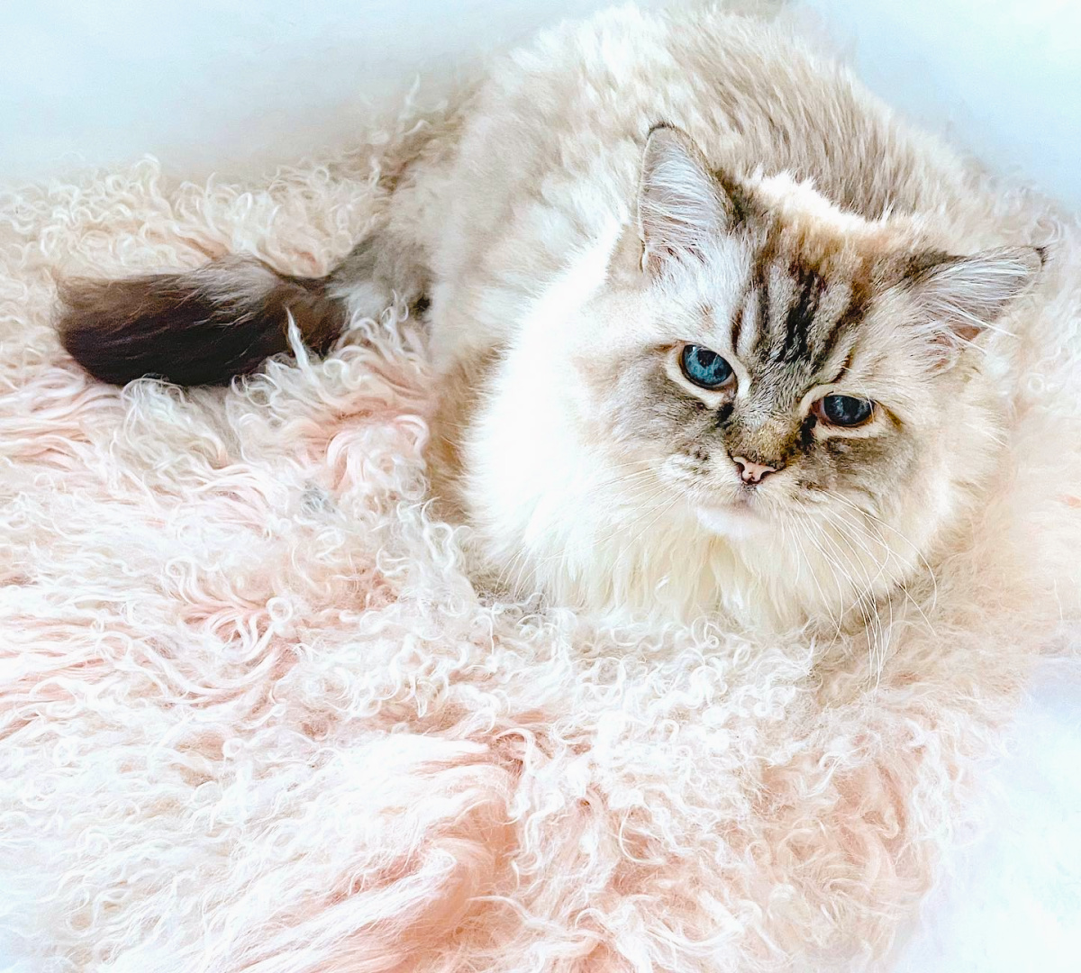 Animal activist Fifi O'Neill's beautiful cat, Miss Sophie, relaxing on a pale pink throw.