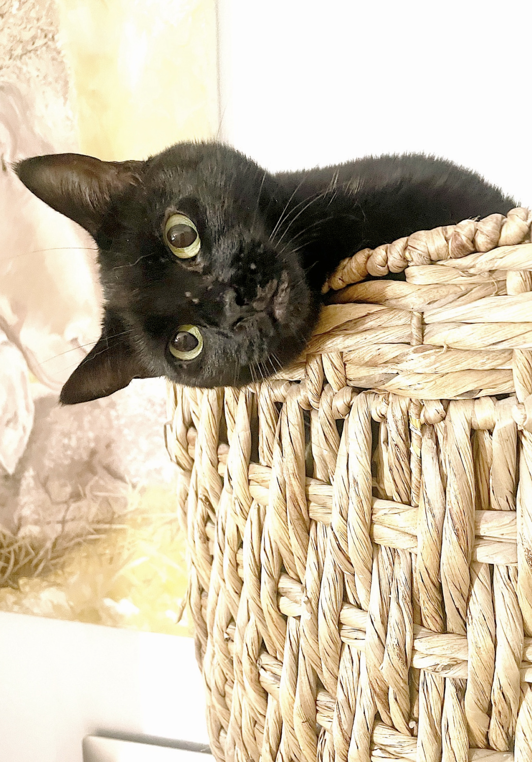 Animal activist Fifi O'Neill's black kitten, Noodle.