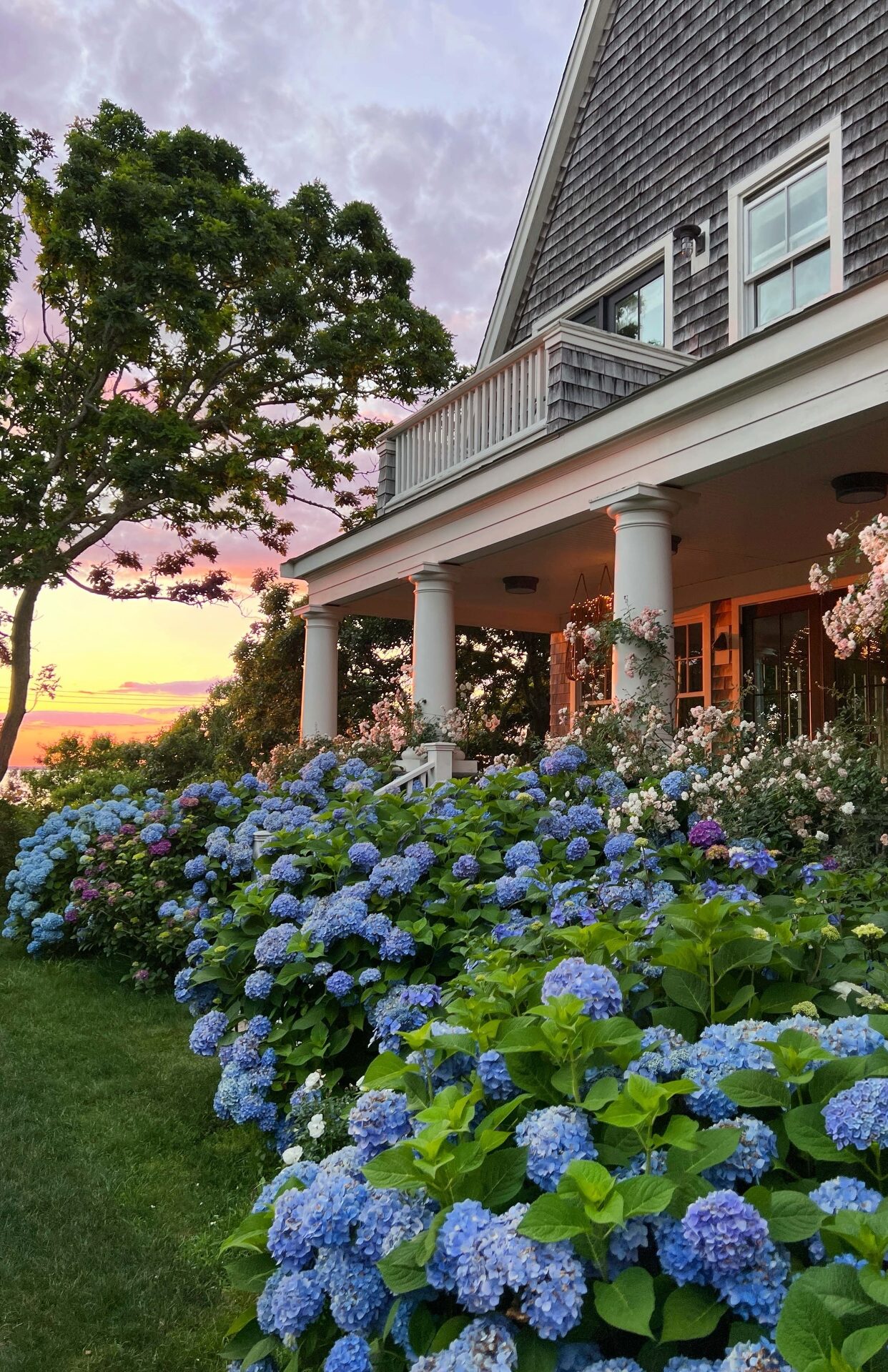 Blue hydrangea blooming - Old Silver Shed