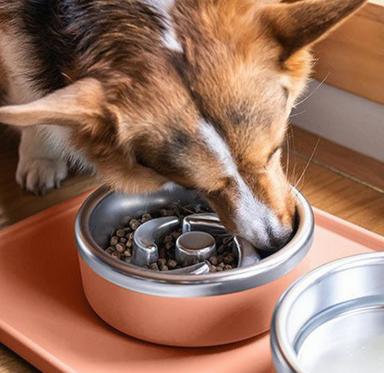 Trot slow feeding bowl for dogs.