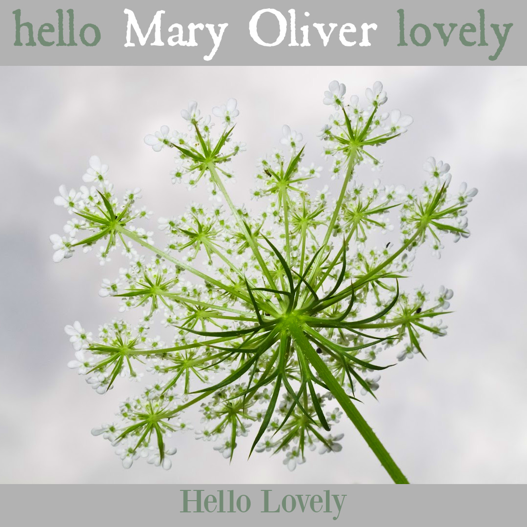 Nature poetry by Mary Oliver to inspire insight, wisdom, hope, and depth - on Hello Lovely Studio.