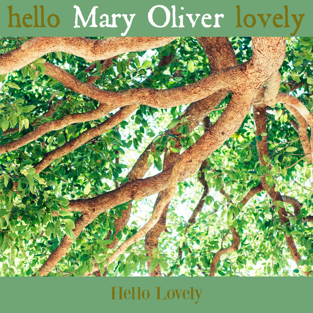 Nature poetry by Mary Oliver to inspire insight, wisdom, hope, and depth - on Hello Lovely Studio.