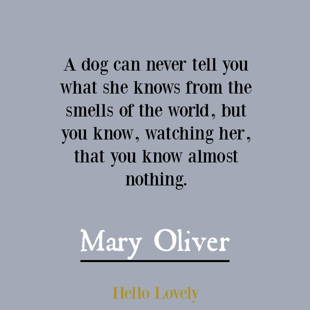 Nature poetry by Mary Oliver to inspire insight, wisdom, hope, and depth - on Hello Lovely Studio. #dogquotes #petquote
