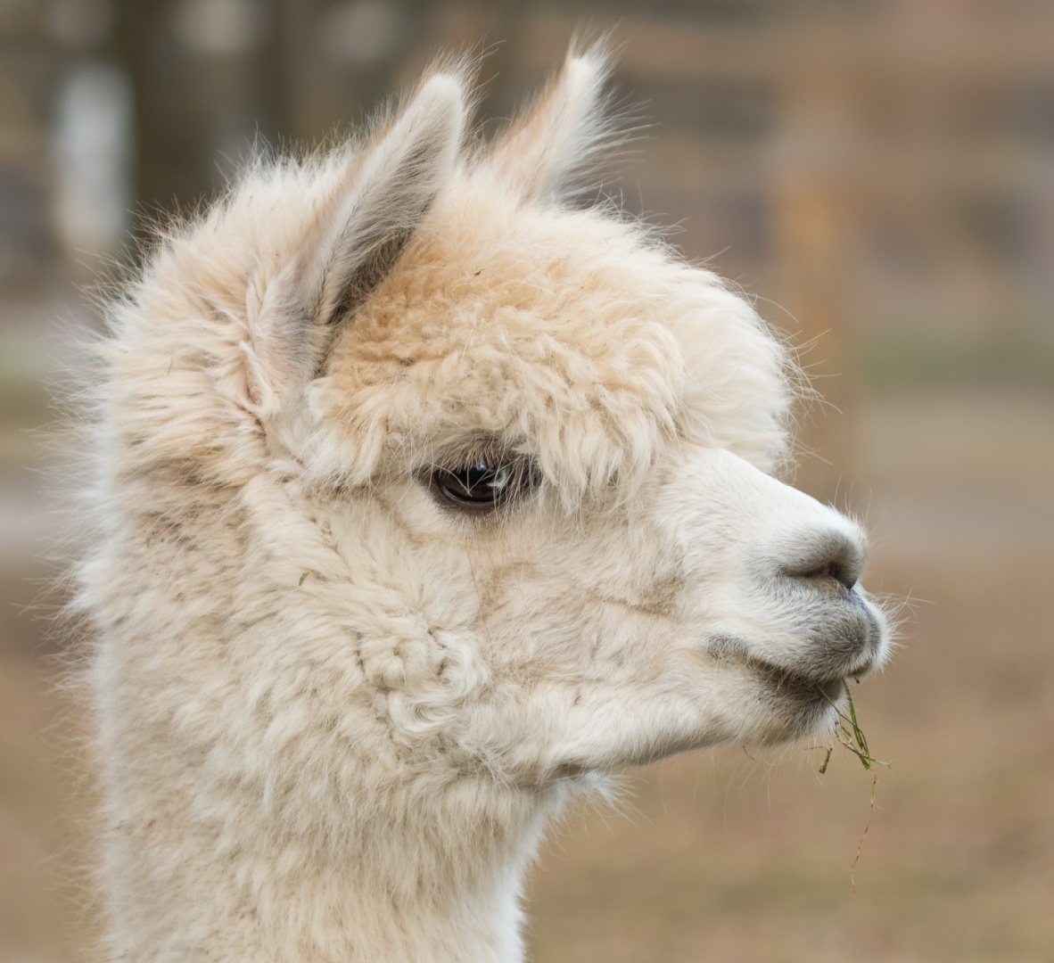 Sweet creamy white alpaca - Purple Nest Design (Everything Branding).