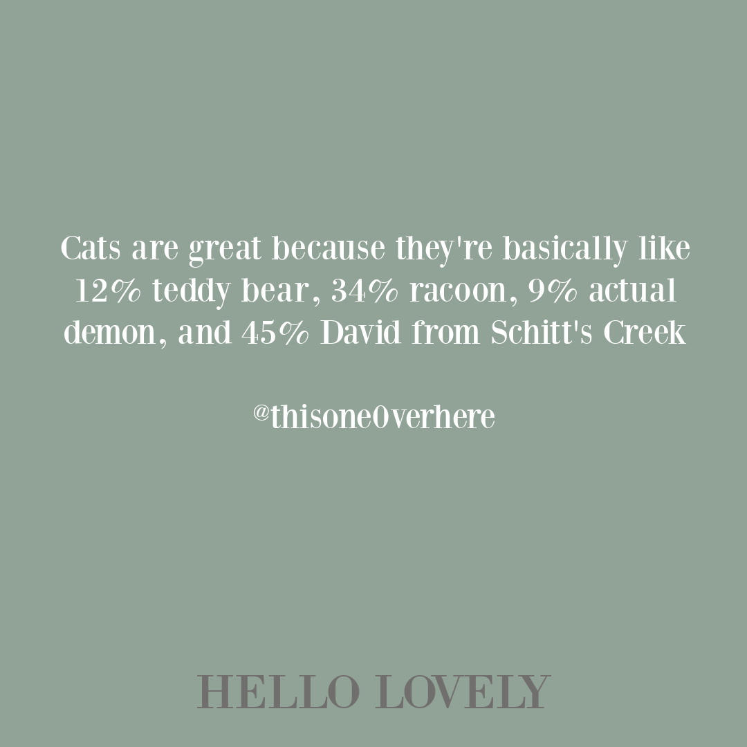 Funny cat tweet and pet quote by thisoneoverhere on Hello Lovely Studio. #cathumor